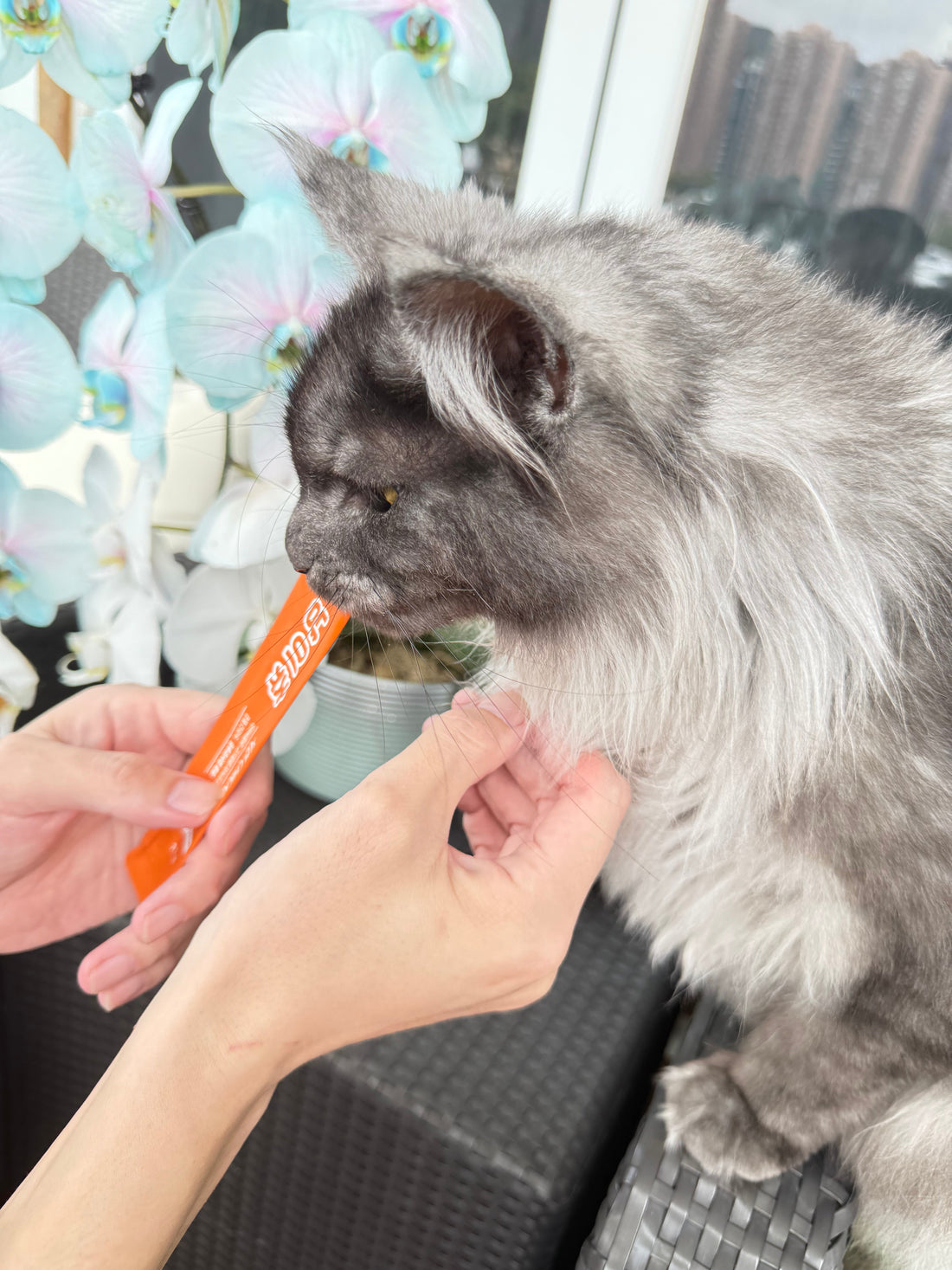Daily Habits for a Happier, Healthier Pet