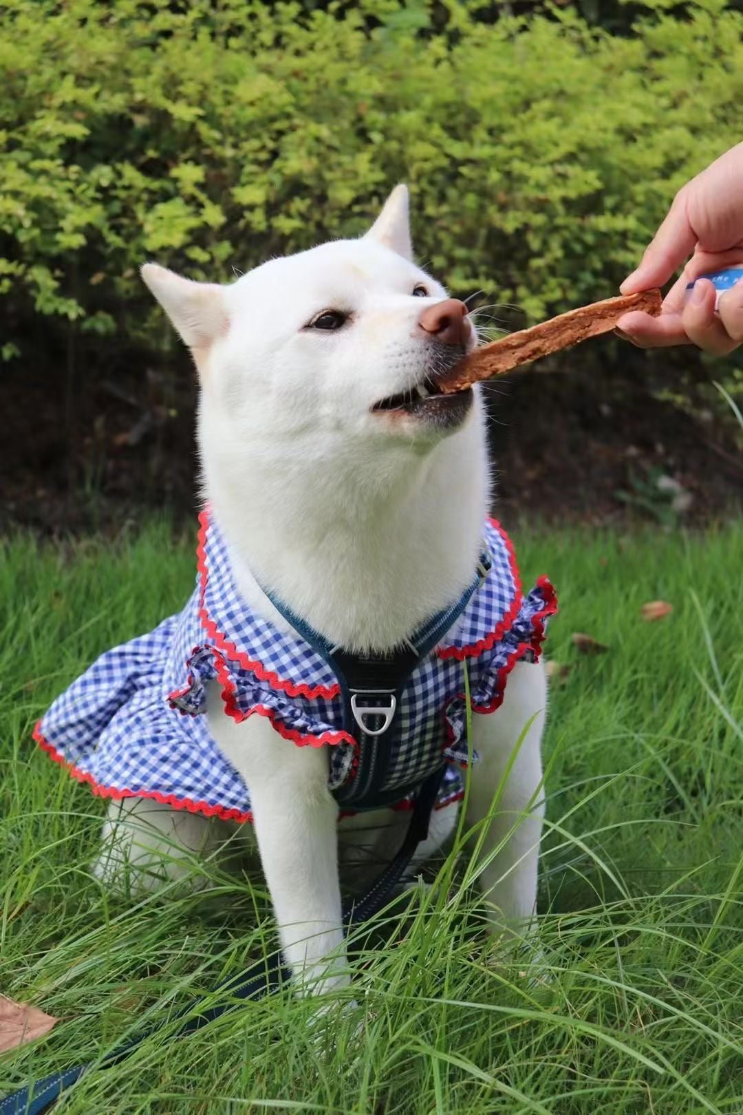 palmy days dog bar protein(duck)