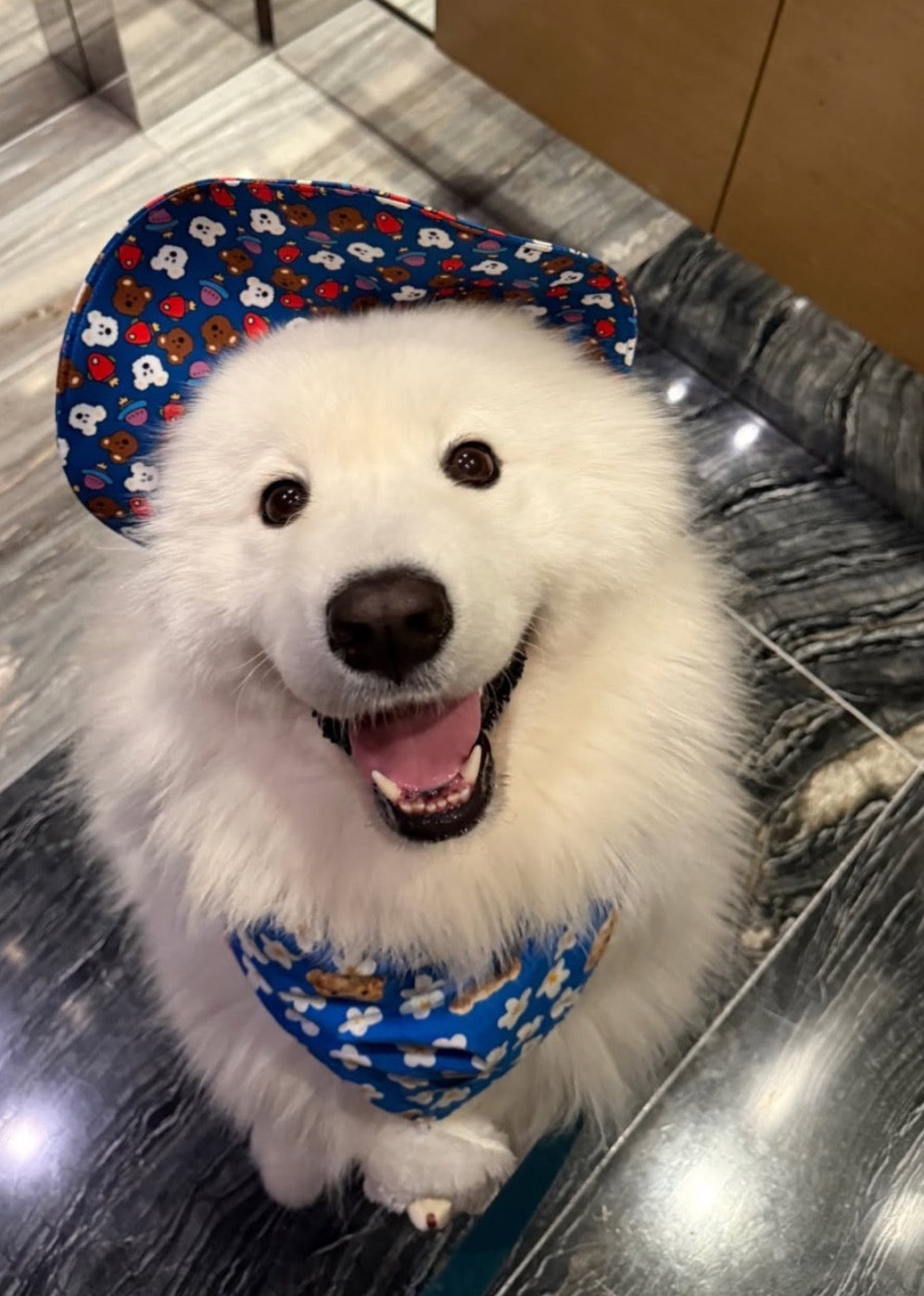 How to Choose the Right Toy for Your Pet's Personality